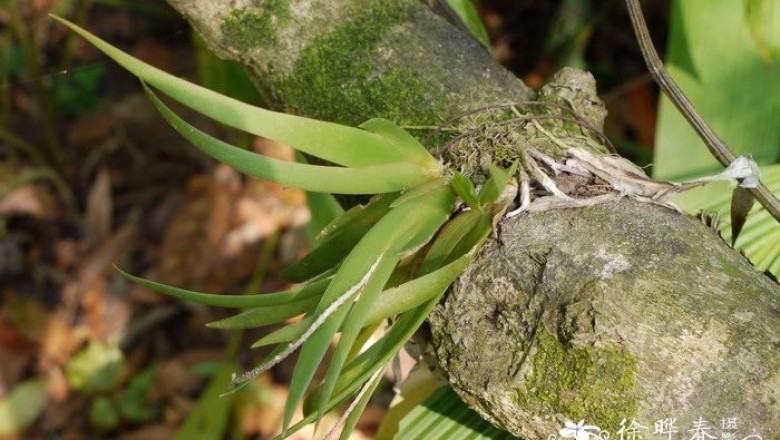 Cây Lan quạt lá đuôi diều. Oberonia iridifolia - Cây Thuốc Nam Quanh Ta